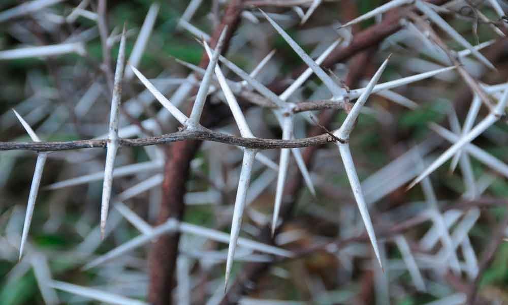 CONCURSO INTERNACIONAL DE ARTES PLÁSTICAS “CECILIA GIMÉNEZ” 3