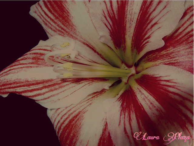 flor color