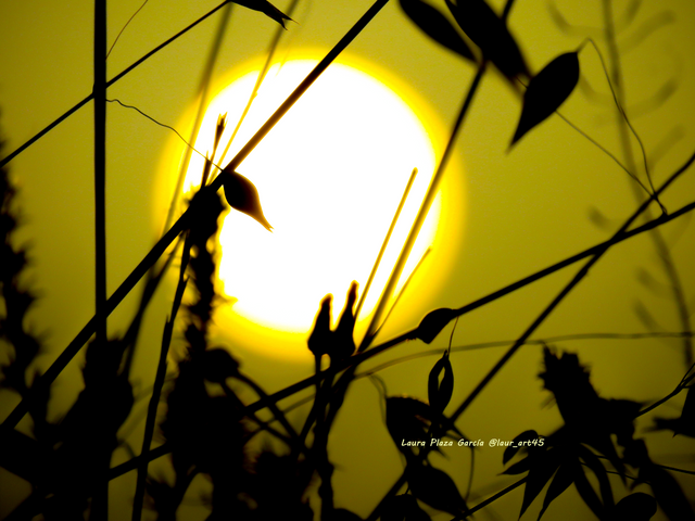 Sol de vida