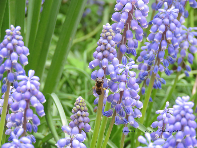 Azul abeja
