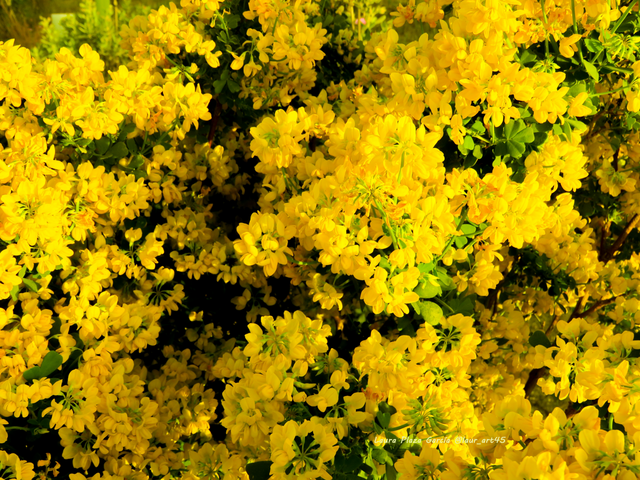 Amarillo natural