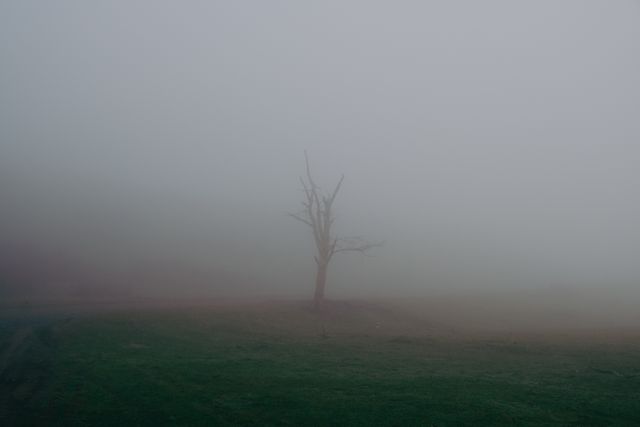 Árbol solitario