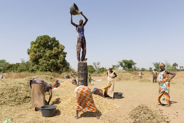 RECOGIENDO CACAHUETES