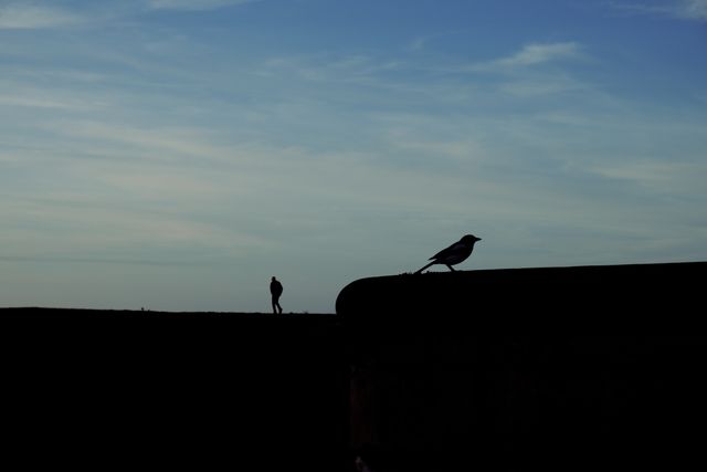 HOMBRE Y PÁJARO