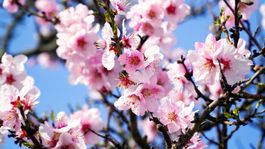 XXVI CONCURSO DE FOTOGRAFÍA ALMENDRO EN FLOR 2023